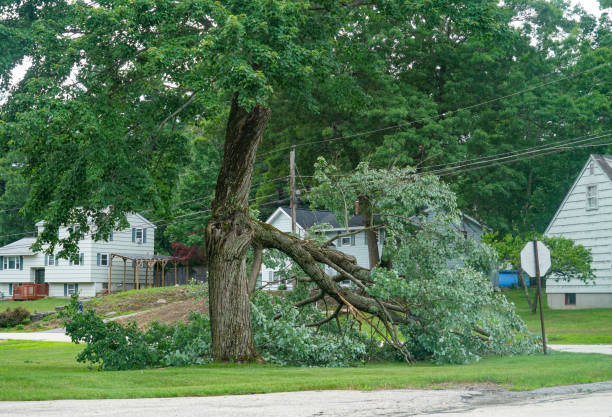 The Steps Involved in Our Tree Care Process in Millers Creek, NC